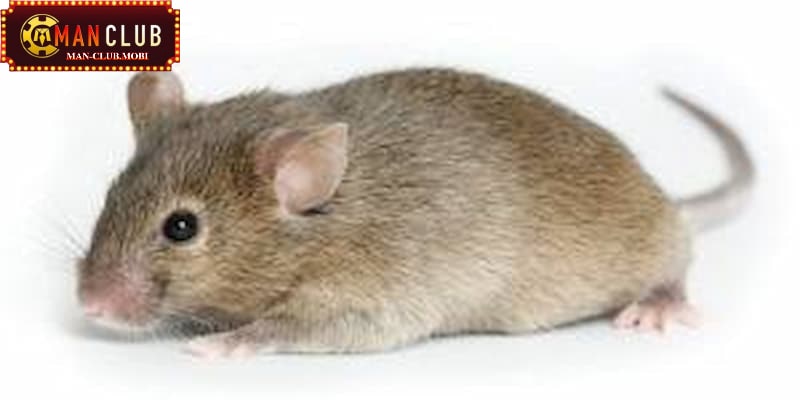 Giấc mộng chuột nhắt báo hiệu những điều nguy hiểm trong tương lai