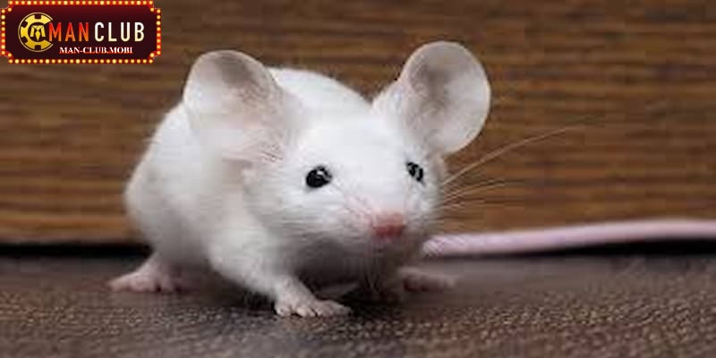 Ý nghĩa của giấc mơ thấy con chuột là gì?